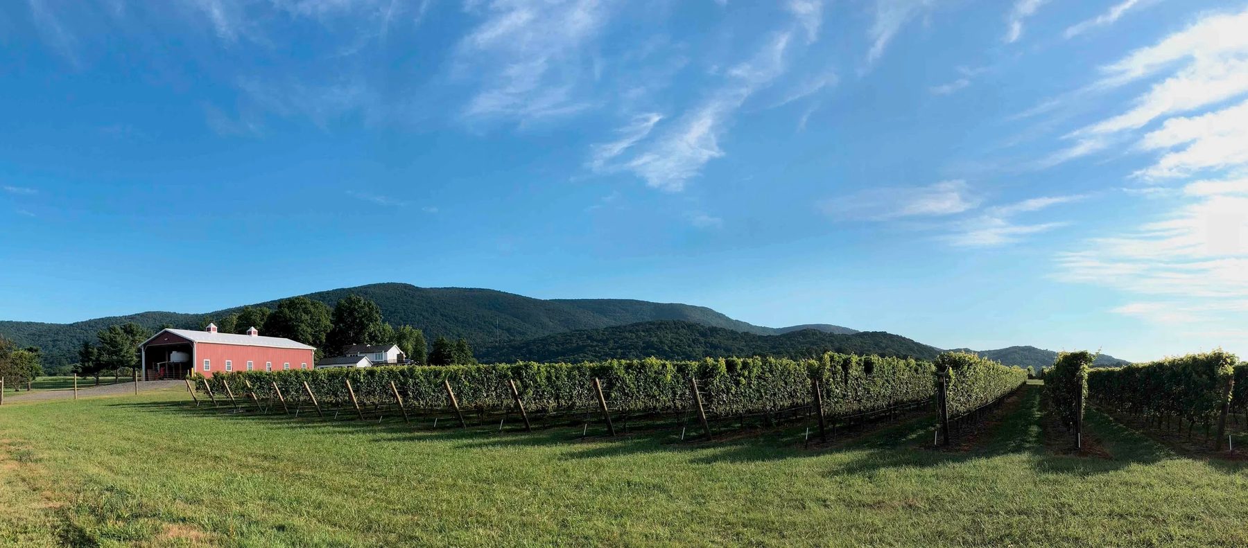 Vineyard with rows of grapevines, a red barn, green rolling hills and a blue sky