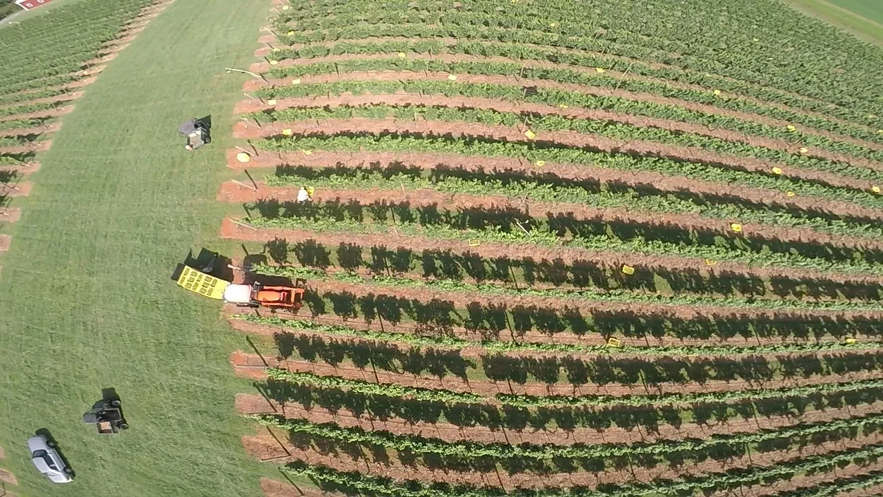 Aerial view of a vineyard with rows of grapevines and agricultural equipment